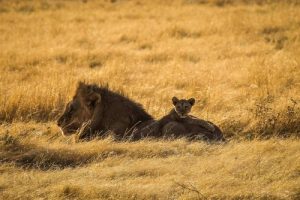 Lion with a cub in Etosha National Park, Namibia | Photo credits: Travel Taale