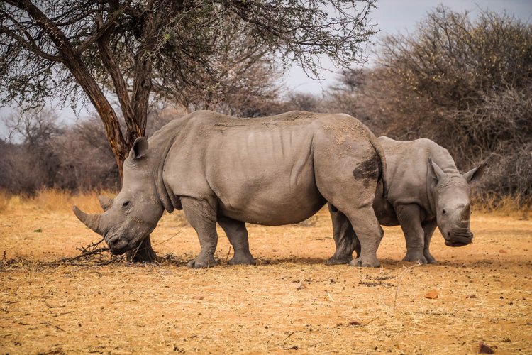 Rhinos in Waterberg Plateau National Park, Namibia | Photo credits: Travel Taale