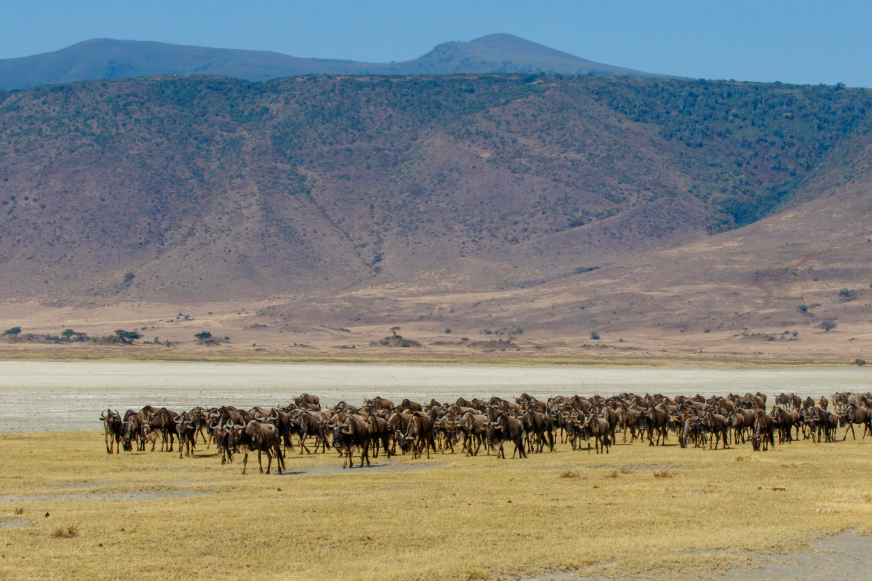 Wildebeest Migration in Ngorongoro Tanzania | Photo Credits: Toine Ijsseldijk (Duni Art)