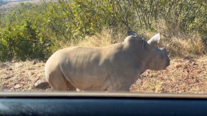 A Baby Rhino in Pilanesberg National Park | Photo Credits - Hendrike Wielpütz (awildgirl)