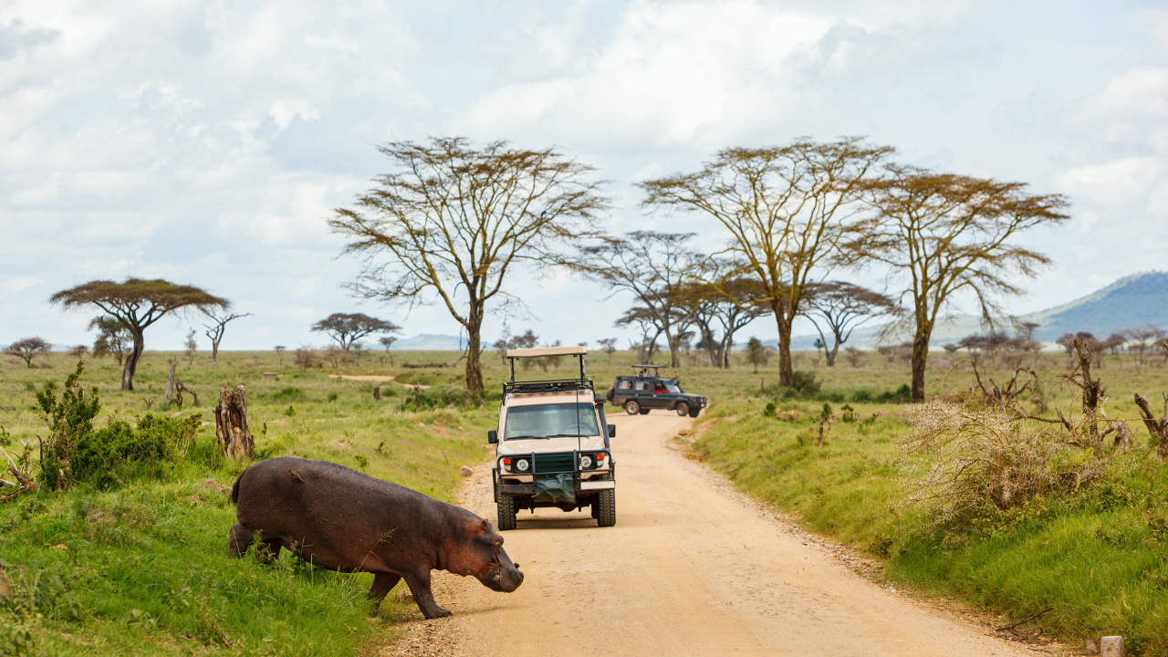 Game drive in Africa.