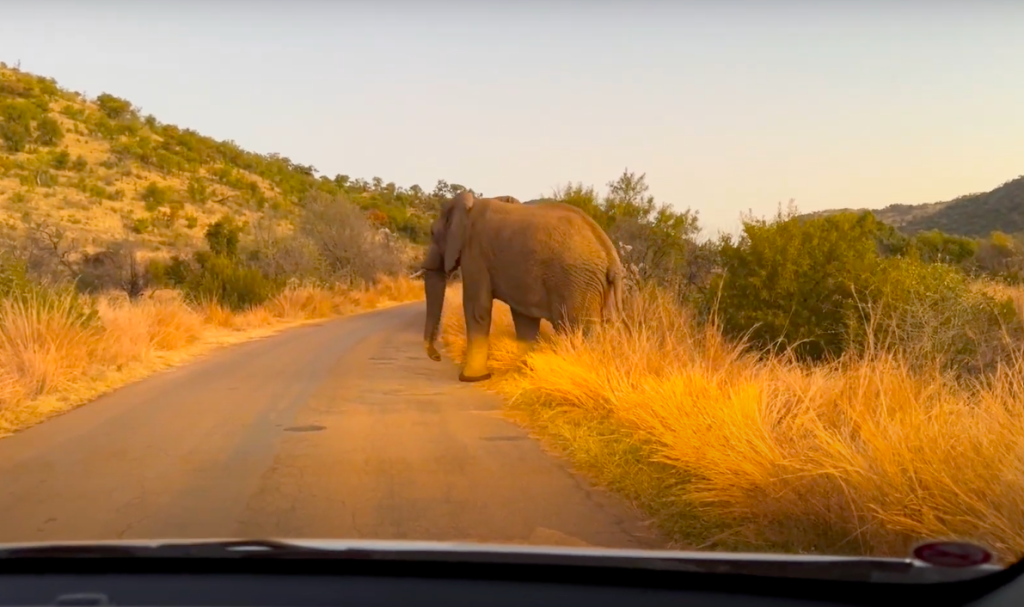 Elephant Crossing in Pilanesberg National Park | Photo Credits - Hendrike Wielpütz (awildgirl)