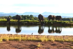 Knysna Elephants | Photo Credits - Angie Price (whereangiewanders)