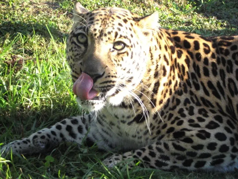 Leopard | Photo Credits - Angie Price (whereangiewanders)