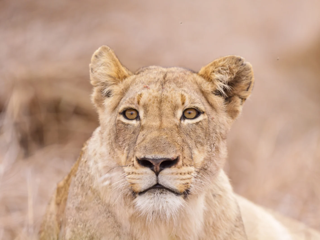 Lioness in Kruger National Park, South Africa.