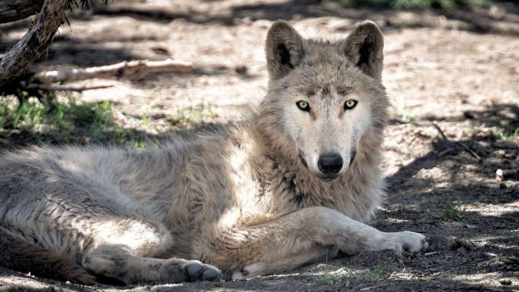Wolf at Tsitsikamma Wolf Sanctuary | Photo credits: Adventure Travel Coach