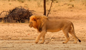 Lion in Kgalagadi Transfrontier Park, South Africa | Photo credits: Travel Gigolo
