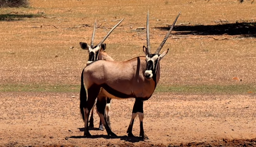 Two Gemsbok in Kgalagadi Transfrontier Park, South Africa | Photo credits: Travel Gigolo