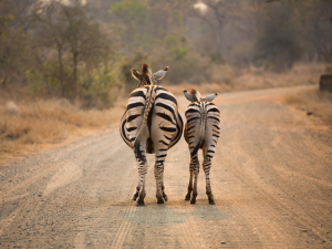 Two Zebras in Kruger National Park