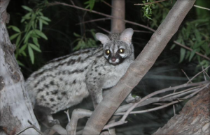 Common Genet in Augrabies Falls | Photo Credits - Jenny Smith
