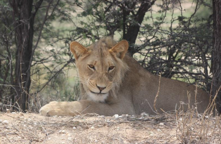Lion, Kgalagadi Transfrontier Park | Photo Credits - Jenny Smith