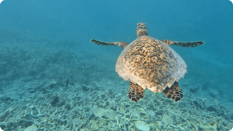 Turtle swimming at Mahebourg, Mauritius | Photo credits: Zoe & SImon