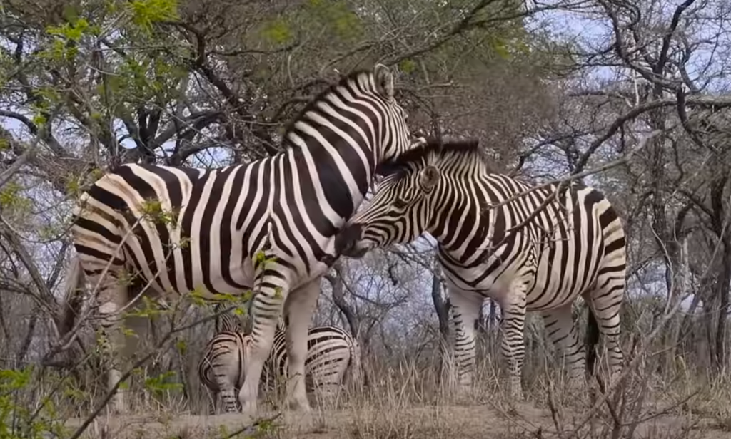 Zebras in the Kruger National Park, SOuth Africa | Photo credits: Savvy Fernweh