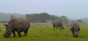 Rhino family in Kragga Kamma Game Reserve | Photo credits: Savvy Fernweh