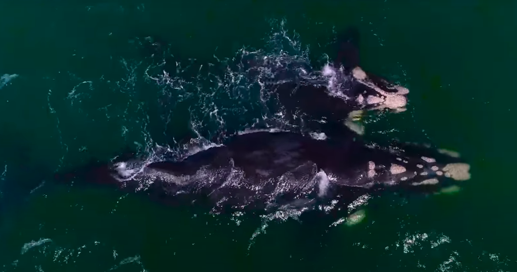 Whale mother and her calf near Hermanus, South Africa | Photo credits: Savvy Fernweh
