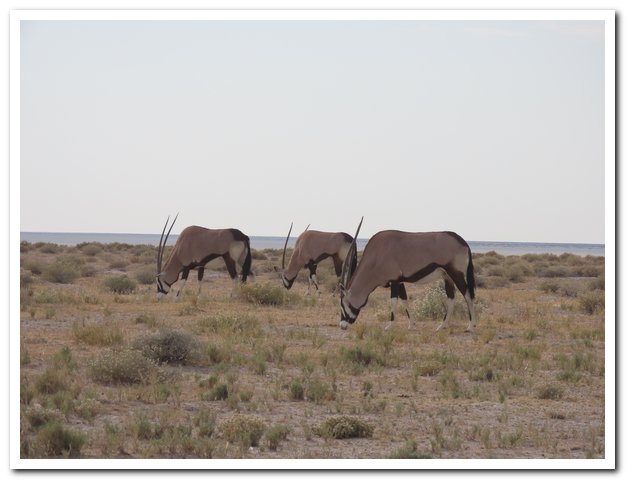 Three gemsbok in Etosha National Park, Namibia | Photo credit: Pat & Lorraine Good