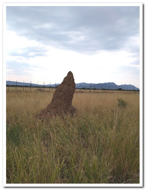 Termite mound in Namibia | Photo credit: Pat & Lorraine Good