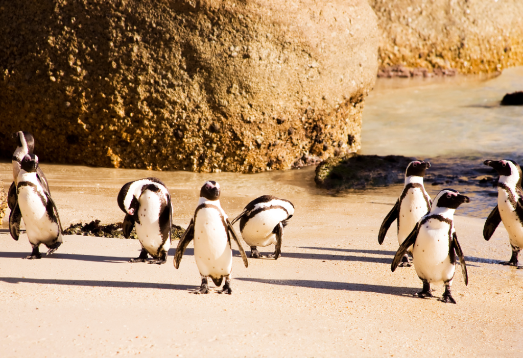 A group of African penguins on Boulders Beach, Cape Town, South Africa
