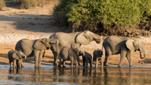Herd of elephants in Chobe National Park, Botswana.