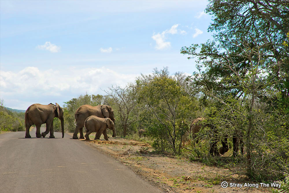 Elephants crossing the road in 