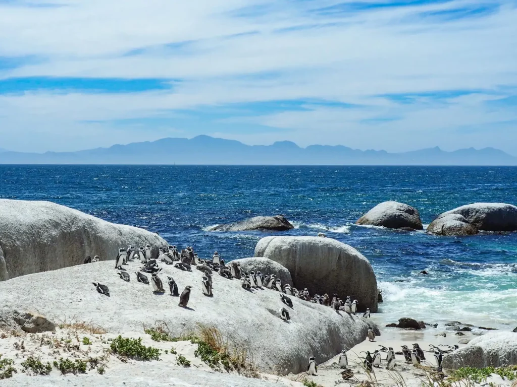 Penguins at Boulders Beach in Cape Town, South Africa | Photo credit: Brooke Beyond