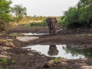 Elephant in the Kruger National Park, South Africa | Photo credit: Brooke Beyond