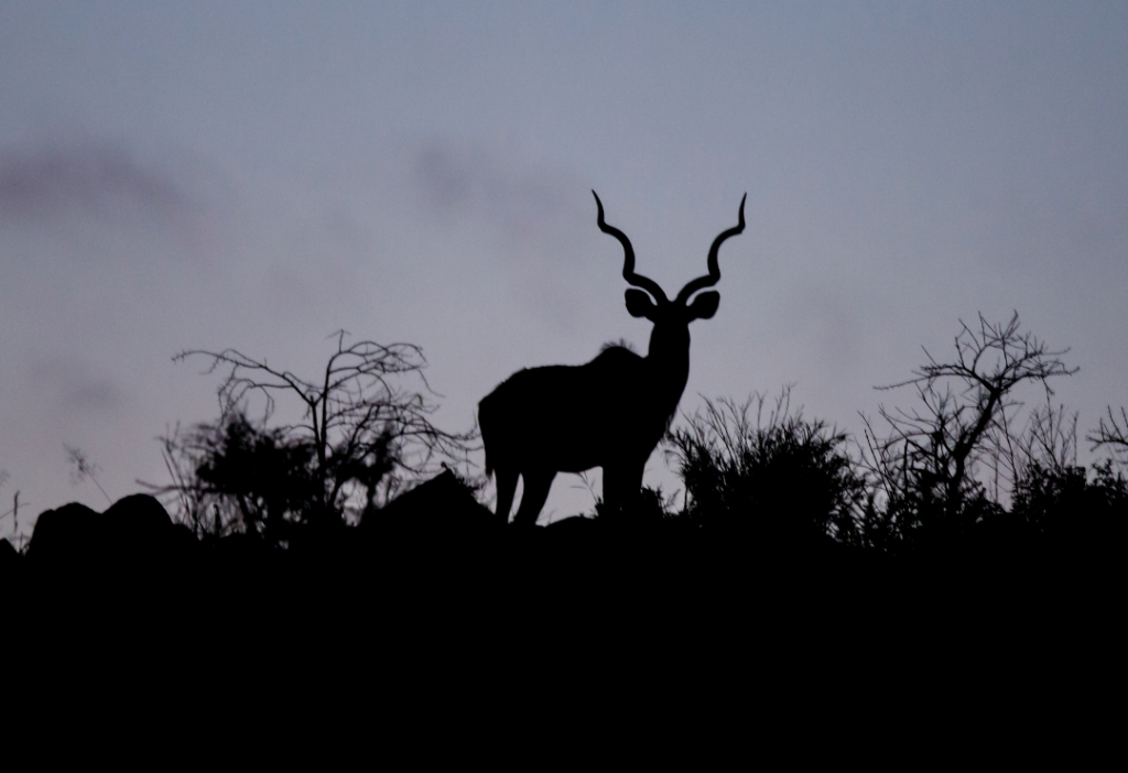 Male kudu in Nambiti Game Reserve in South Africa