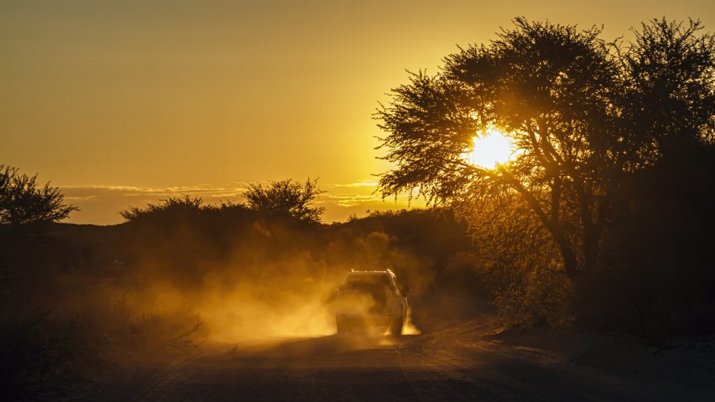 Above: Sunset Scenery with Dust in Kgalagadi Transfrontier Park, South Africa; specie family of