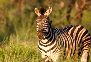 Zebra walking around in Nambiti Game Reserve