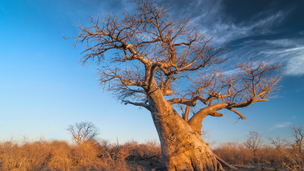 Baobab tree in Makgadigadi Pans National Park, Botswana.