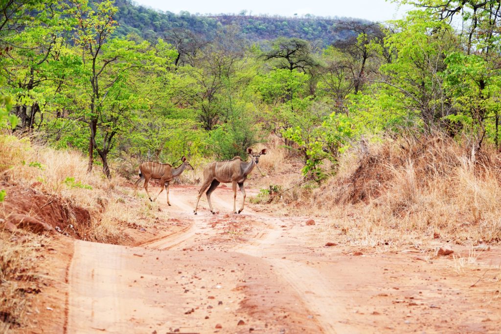 Two female kudus crossing the dirt road in Hwange National Park,Zimbabwe