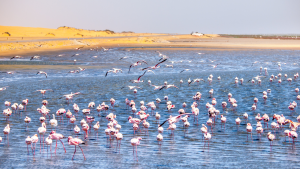 Pink flamingos in Walvis Bay, Namibia.