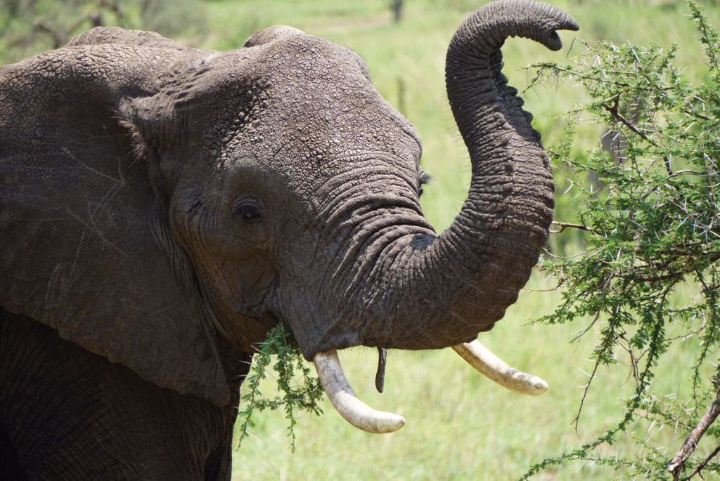 Elephant Tanzania | Photo Credits - Catie The Explorer (Catie Brooks)