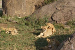 Pride of Lions Tanzania | Photo Credits - Catie The Explorer (Catie Brooks)