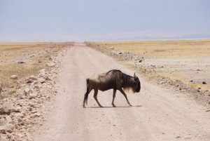 Wildebeest Crossing Road Tanzania | Photo Credits - Catie The Explorer (Catie Brooks)