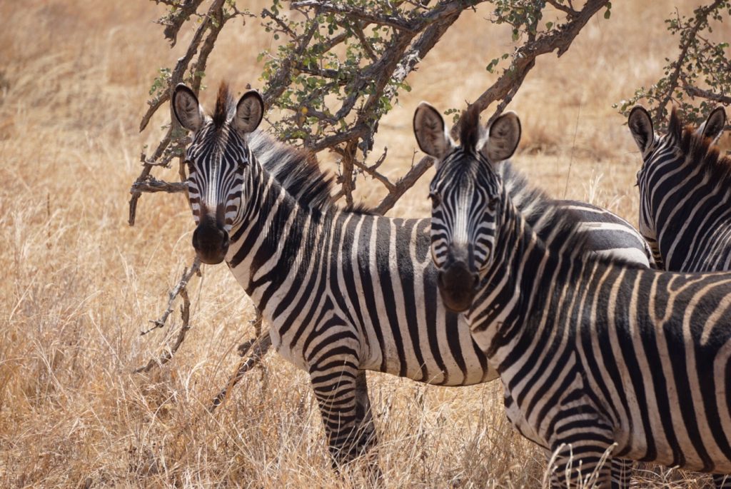 Zebra in Tanzania | Photo Credits - Catie The Explorer (Catie Brooks)