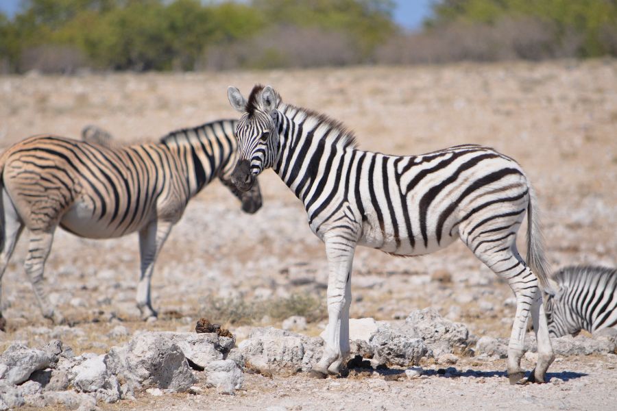 Burchell's zebra in Namibia, Africa