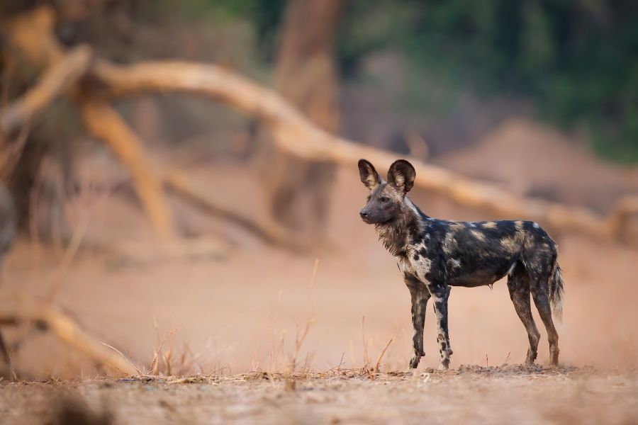 African Wild Dog in Zimbabwe