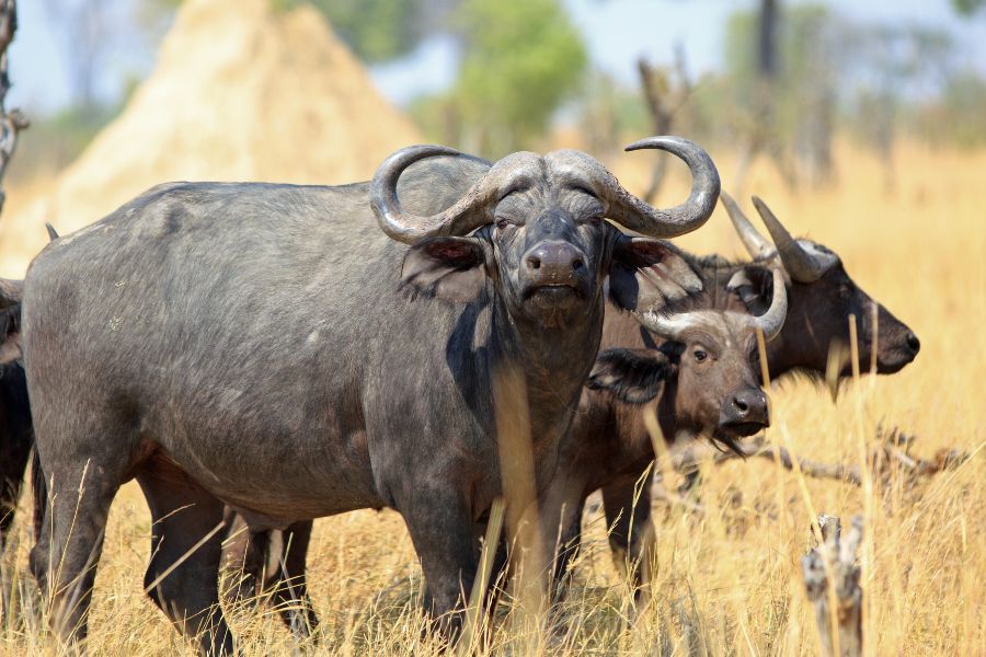 Cape Buffalo standing on the african plains looking into camera