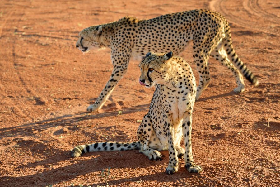 Cheetah in the Kalahari, Namibia