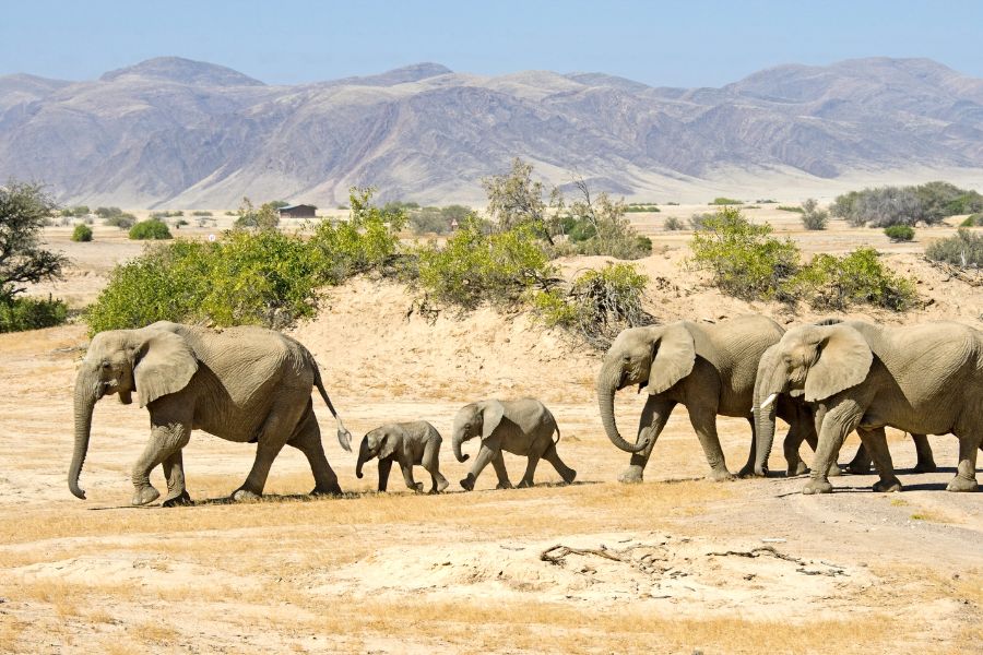 Desert Elephant in Namibia