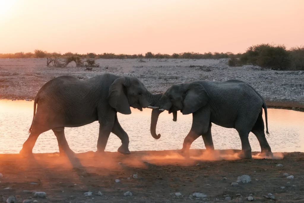 Etosha National Park - Photo Credits - Hotels & Hand Luggage (Sarah Andy)