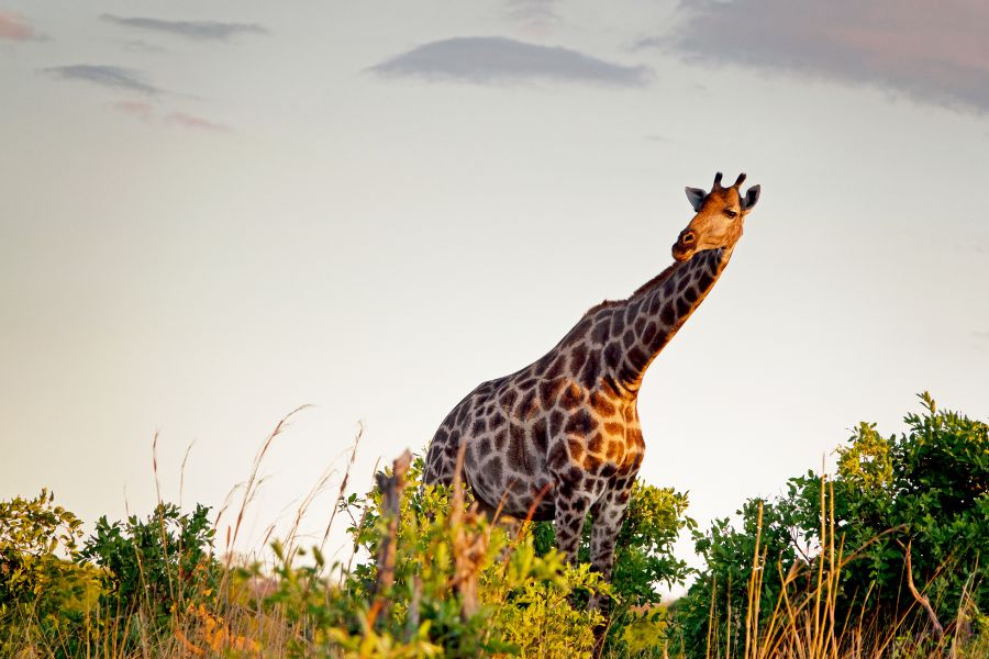 Giraffe in Hwange National Park,Zimbabwe