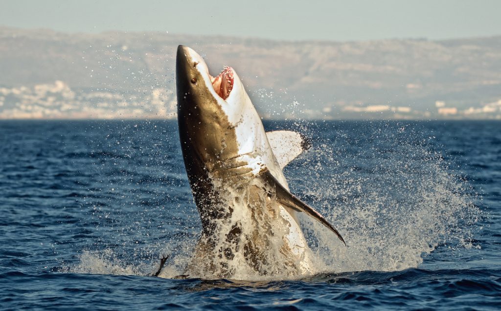 Great White Shark Caught Mid-Air in South Africa