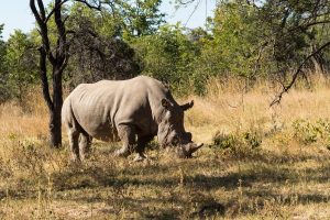 Large Rhino Grazing the Grass in Zimbabwe