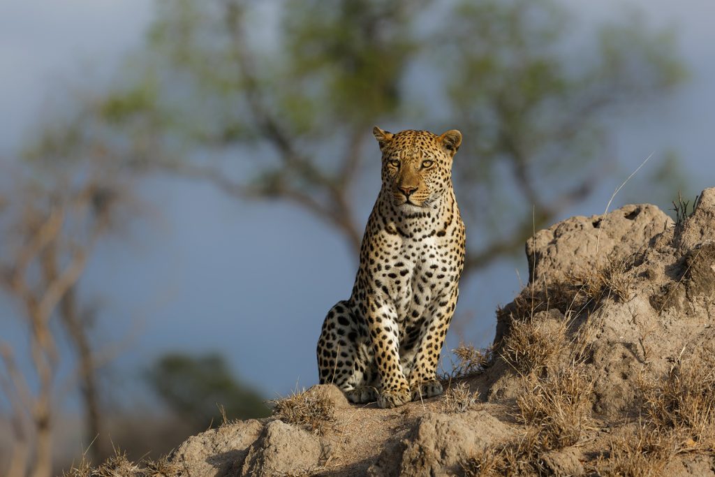 Leopard on a termite hill in Sabi Sands Game Reserve