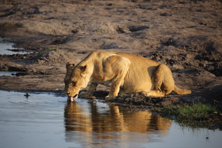Lion Drinking from water hole in Zimbabwe