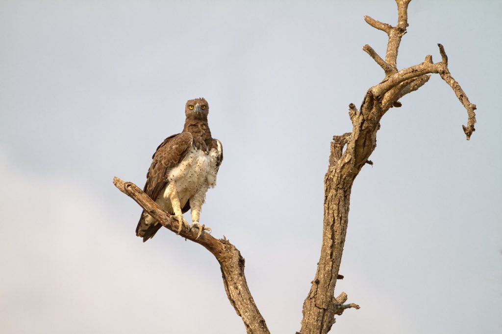 Martial eagle in Kruger National Park, South Africa