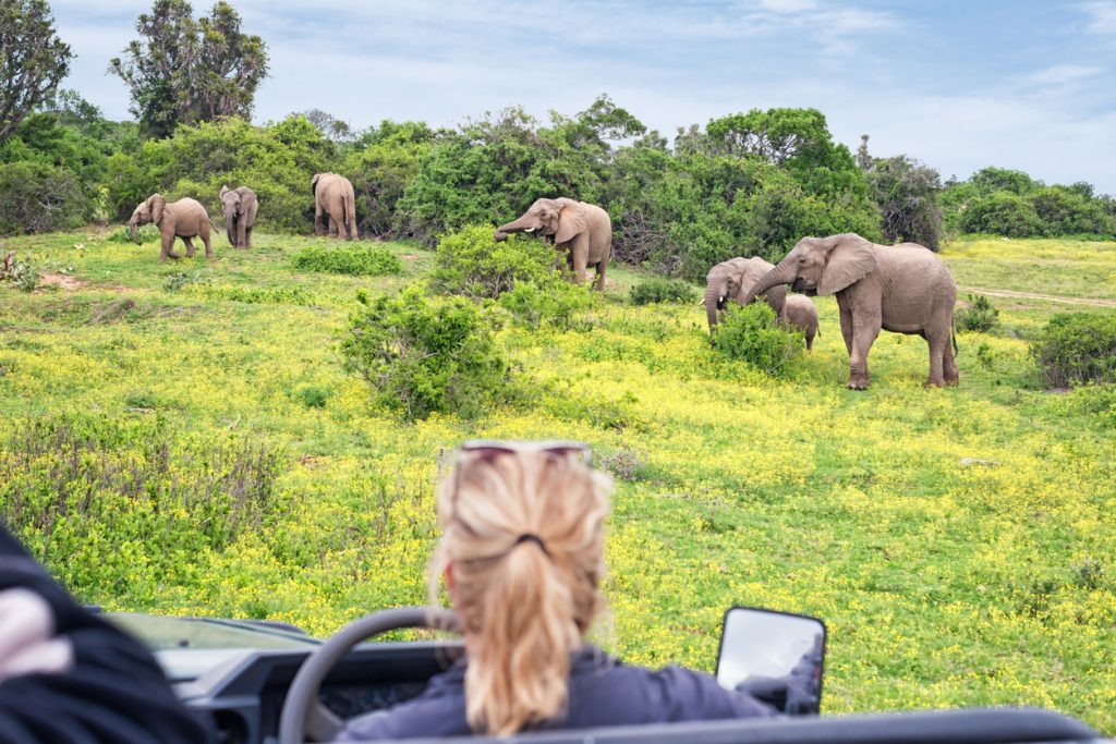 Observing a grazing herd of elephants on safari in South Africa