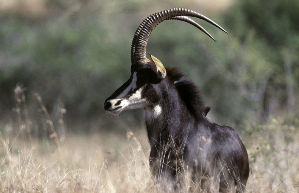 South Africa, Sable Antelope.